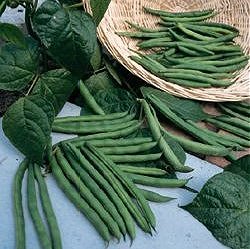 Dwarf French Bean Masterpiece (Stringless) - Vegetable Seeds