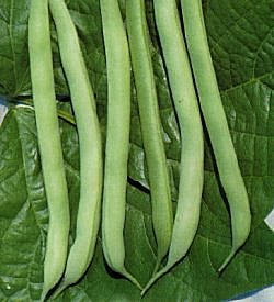 Dwarf French Bean Sprite (Stringless) - Vegetable Seeds