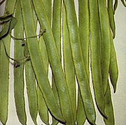 Runner Bean Best of All - Vegetable Seeds