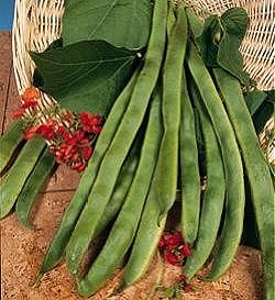 Runner Bean Enorma - Vegetable Seeds