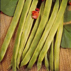 Runner Bean Prizewinner - Vegetable Seeds