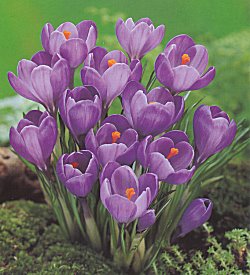 Crocus . Large Flowering - Blue