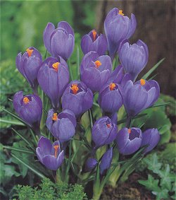 Crocus . Large Flowering - Purple