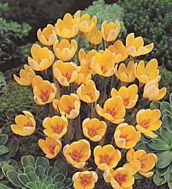 Crocus . Species - Advance