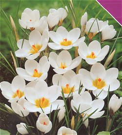 Crocus . Species - Ard Schenk