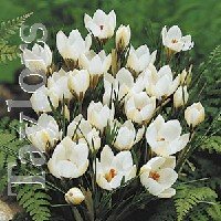 Crocus . Species - Snow Bunting . White