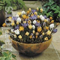 Crocus . Species - Mixed Species