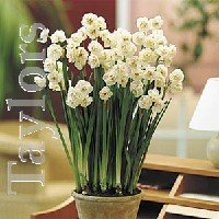 Double Tazetta, daffodils for early pot culture - Bridal Crown