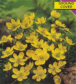 Eranthis . Hyemalis - Winter Aconite