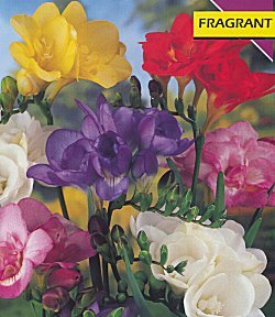 Freesias . Double - Mixed Colours