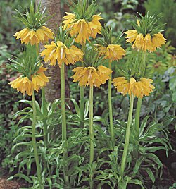 Fritillaria . Crown Imperial - Imperialis Lutea