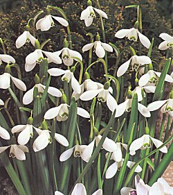 Galanthus . Nivalis - Single Woodland Snowdrops