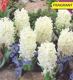 Hyacinths . Bedding - Carnegie