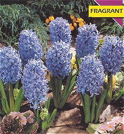 Hyacinths . Bedding - Delft Blue