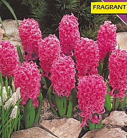 Hyacinths . Bedding - Pink Pearl