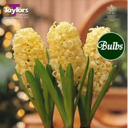 Hyacinths . Prepared - City of Harlem