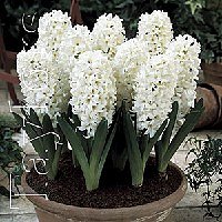 Hyacinths . Prepared - Aiolos