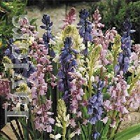 Hyacinthoides - Hispanica Mixed