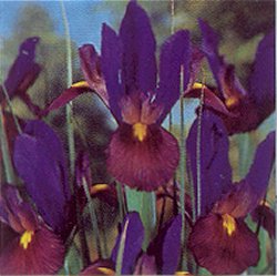 Iris . Beauty - Black Beauty Exclusive