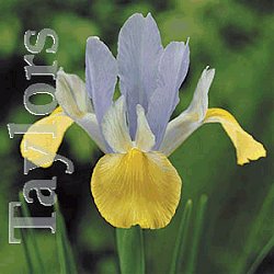 Iris . Beauty - Oriental Beauty