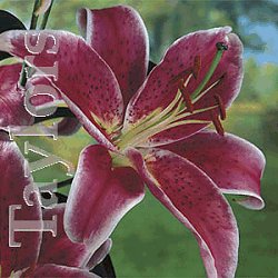 Lilies - Lily Oriental Hybrid . Stargazer