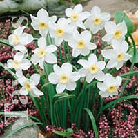 Narcissi Species - Segovia