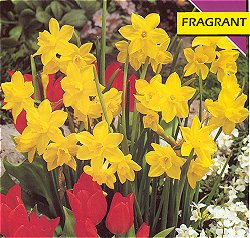 Narcissi Species . Multi-Headed - Jonquille Single