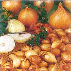 Onion Sets . Autumn Planting - Senshyu Yellow