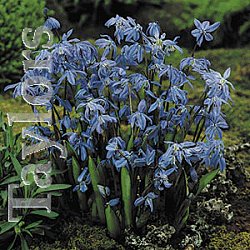 Scilla Siberica - Siberian Squill .. Sky Blue