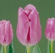 Tulips . Cottage Garden - Mistress