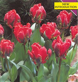 Tulips . Parrot - Texas Flame