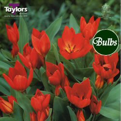 Tulips . Star Line - Dwarf Praestans