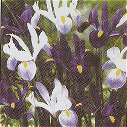 Exciting Combinations - Lavender Kiss