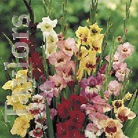 Gladioli - Butterfly Mixed Colours