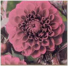 Dahlias - Hot Chocolate