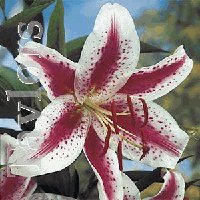 Lilies - Asiatic - Luxor