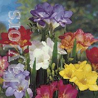 Freesia - Double