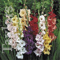 Gladioli - Larger Corms - Mixed Colours
