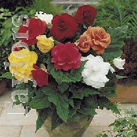 Double Begonias - Double Begonias  - Mixed