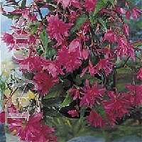Pendula Begonias - Pink