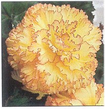 Exotic Begonias - Feathered Sun