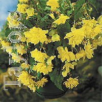 Pendula Begonias - Yellow