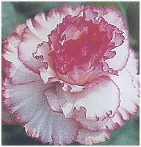 Exotic Begonias - Starburst