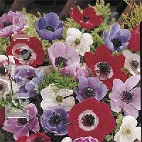 Anemone - De Caen Mixed