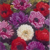 Anemone - St. Bridges Mixed