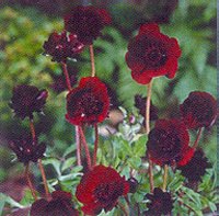 Cosmos Atrosanguineus - The Chocolate Plant
