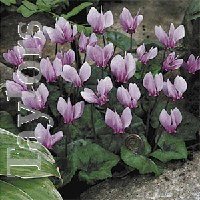 Cyclamen Hederifolium - Neapolitanum