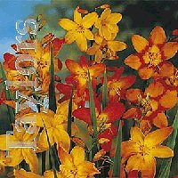 Montbretia - Orange - Yellow