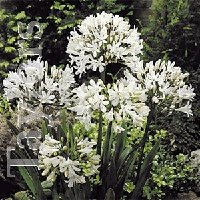 Agapanthus White - root - Lily of the Nile