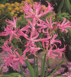 Nerine - Guernsey Lily